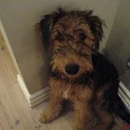 Airedale terrier Sussi