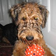 Airedale terrier Sussi