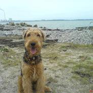 Airedale terrier Sussi