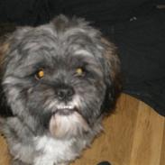 Lhasa apso Vaks