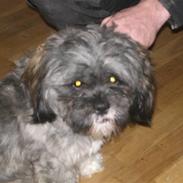 Lhasa apso Vaks
