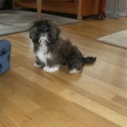 Lhasa apso Vaks