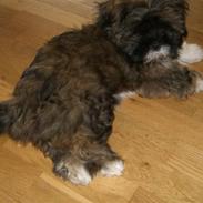 Lhasa apso Vaks