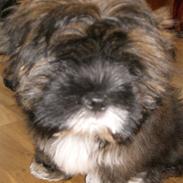 Lhasa apso Vaks
