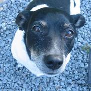 Blanding af racer Tøsen