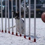 Blanding af racer Tøsen