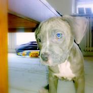 Amerikansk staffordshire terrier Nellie