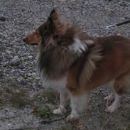 Shetland sheepdog <3Tjalfe<3