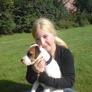 Amerikansk bulldog Bamse