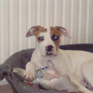 Amerikansk bulldog Bamse