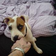 Amerikansk bulldog Bamse