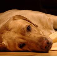 Labrador retriever Birdsong´s Zunrice "silke