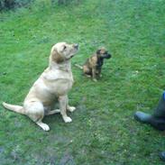 Labrador retriever Birdsong´s Zunrice "silke