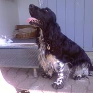 Cocker spaniel Buller [ himmel hund ] <3