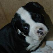 Amerikansk staffordshire terrier MAFF
