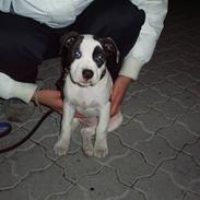 Blanding af racer Munnie