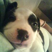 Blanding af racer Munnie