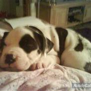 Blanding af racer Munnie