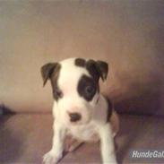 Blanding af racer Munnie