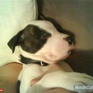 Blanding af racer Munnie