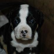 Amerikansk staffordshire terrier MAFF