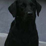 Labrador retriever Nynne ;-)