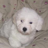 Coton de tulear Archibald