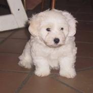Coton de tulear Archibald