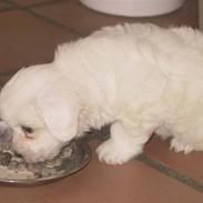 Coton de tulear Archibald