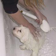 Coton de tulear Archibald