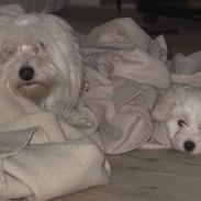 Coton de tulear Archibald