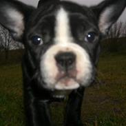Fransk bulldog Chilla