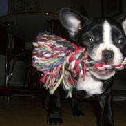 Fransk bulldog Chilla