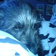 Blanding af racer Sippe