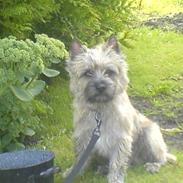 Cairn terrier Charlie