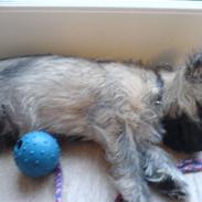 Cairn terrier Charlie