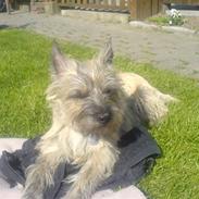 Cairn terrier Charlie
