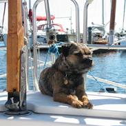 Border terrier Malthe