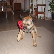 Border terrier Malthe