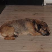 Border terrier Malthe