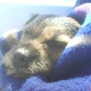 Border terrier Malthe