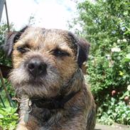 Border terrier Malthe