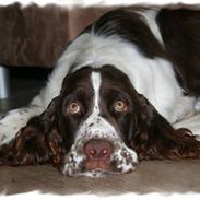 Engelsk springer spaniel Monty