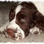Engelsk springer spaniel Monty