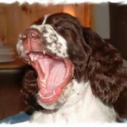 Engelsk springer spaniel Monty
