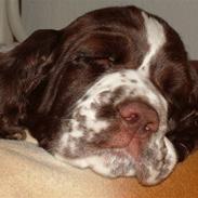 Engelsk springer spaniel Monty