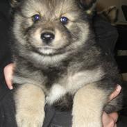 Finsk lapphund Chili