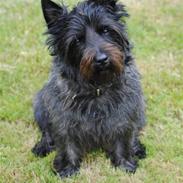 Cairn terrier Nuser