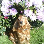 Cocker spaniel Nikki