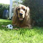 Cocker spaniel Nikki